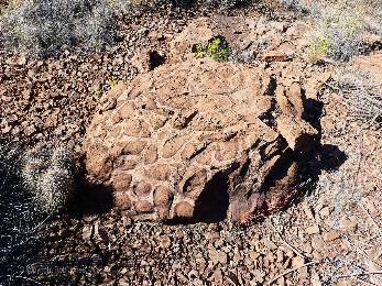 gcnankoweap2021-day3-4  Stromatolite  w.jpg (804874 bytes)